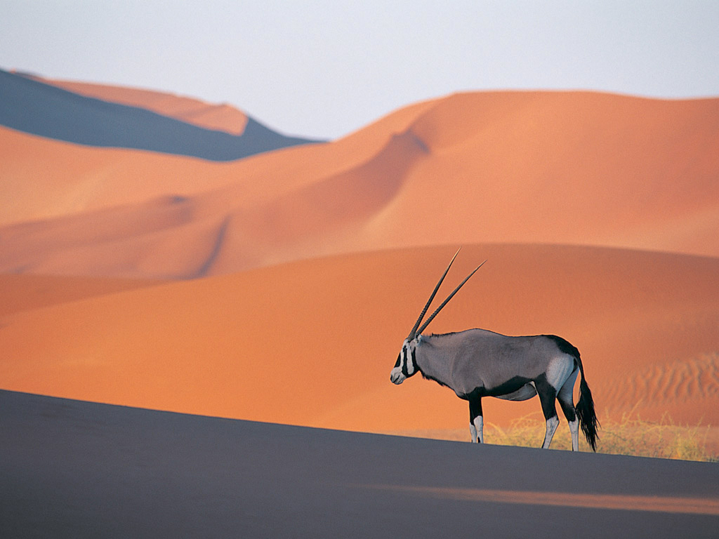 Oryx Antelope-3893.jpg